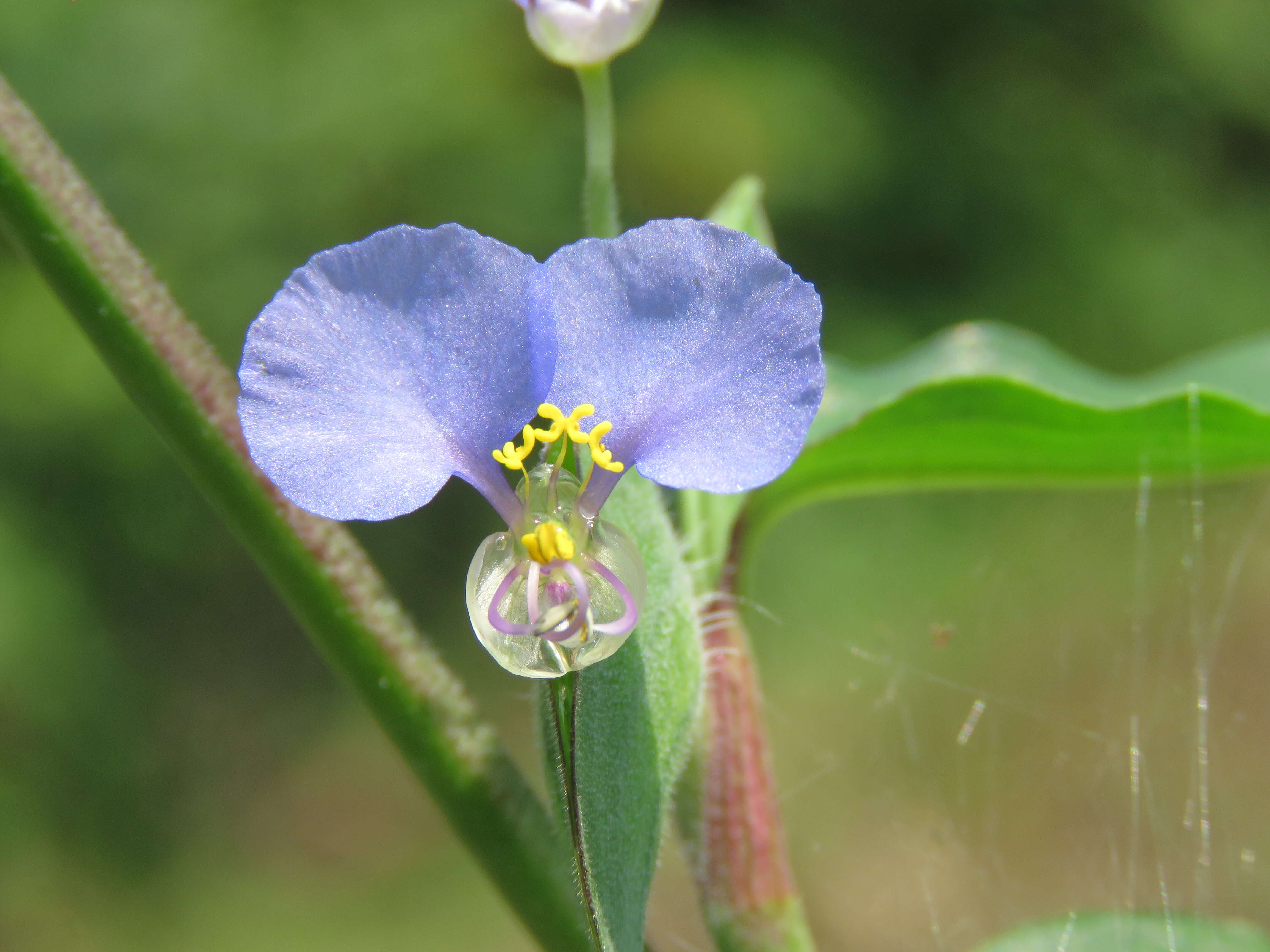 Image of Blousel Blommetjie