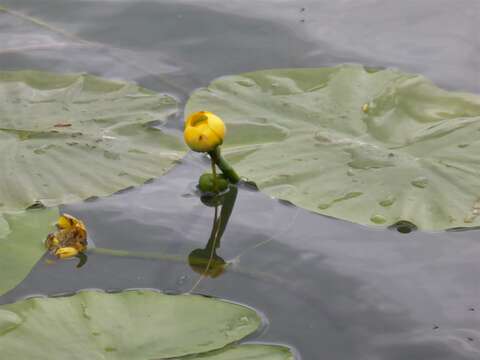 Image of Yellow Water-lily