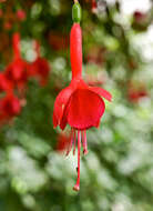 Image of Fuchsia