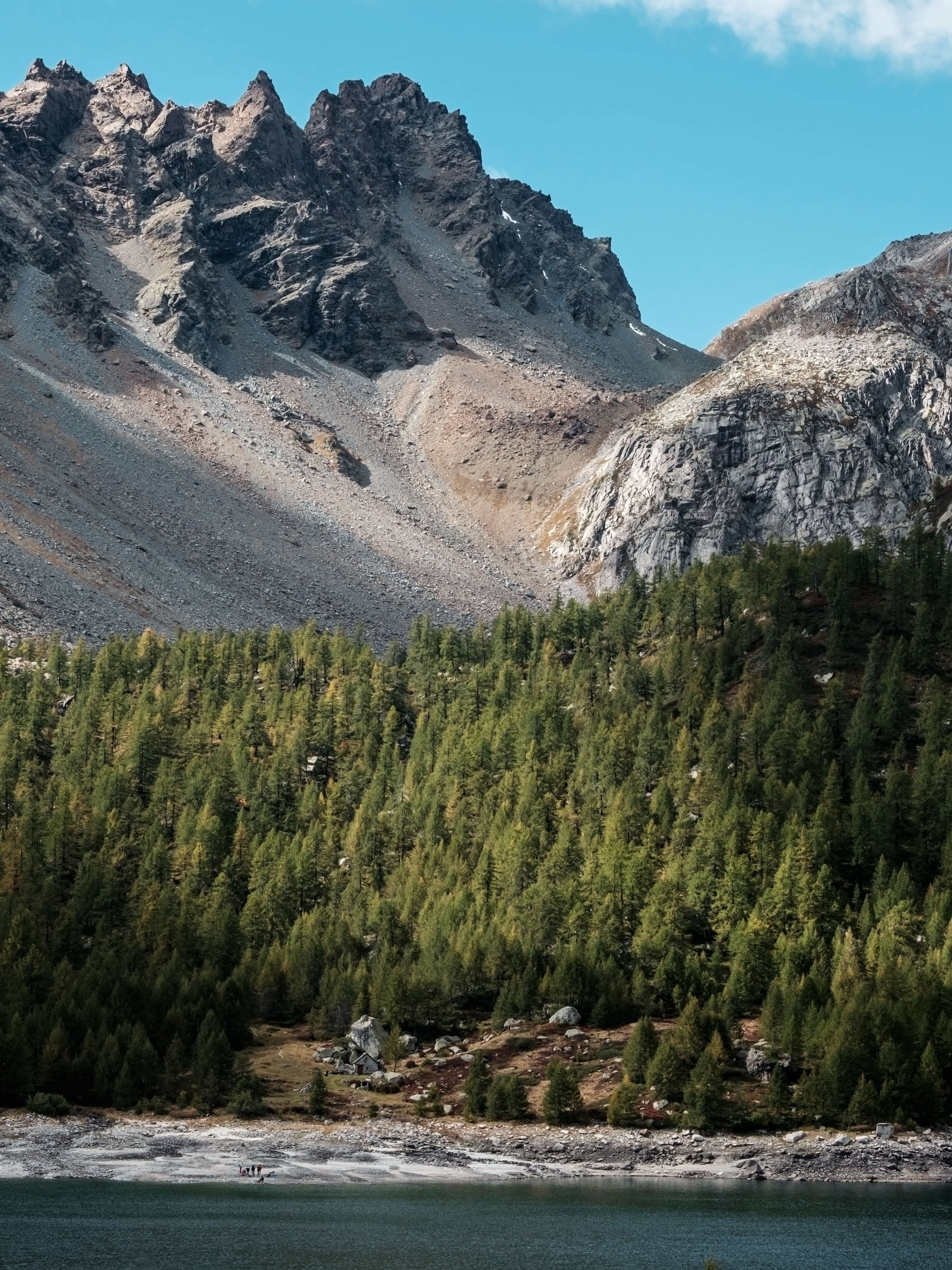 Image of European Larch