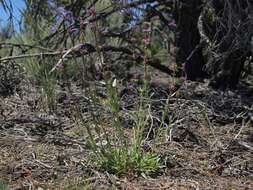 Image of low beardtongue