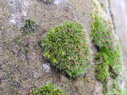 Image of pulvinate dry rock moss