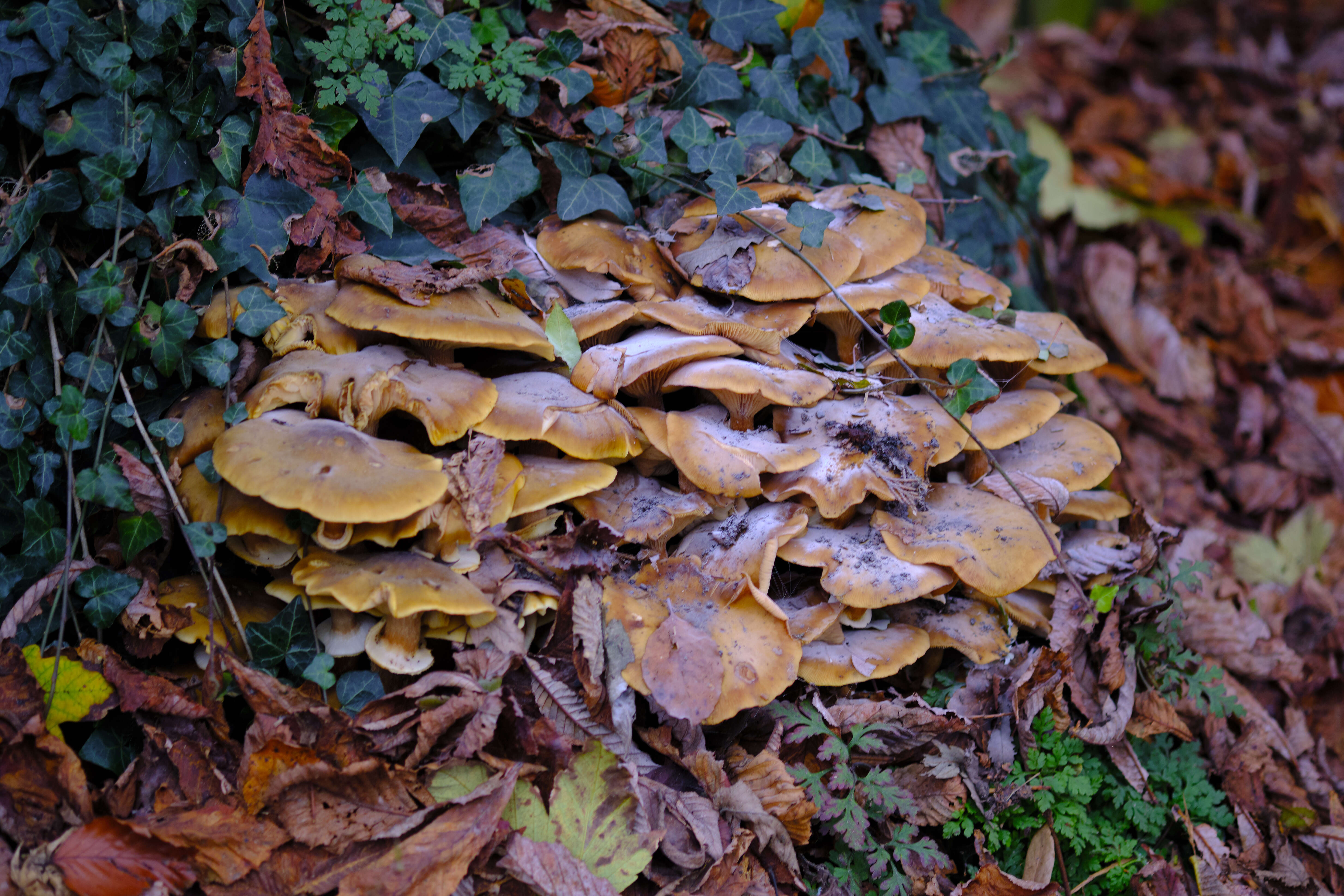 Image of Honey Fungus