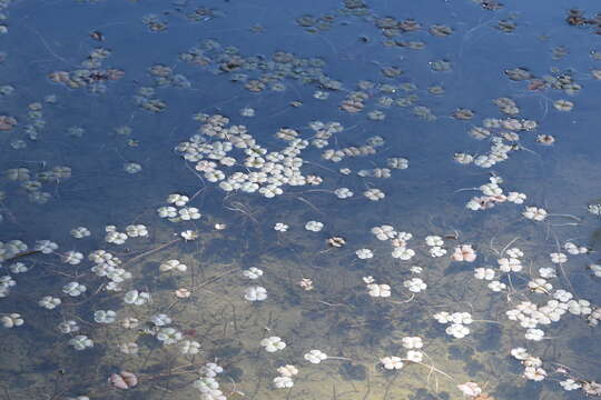 Image of Common Water Clover