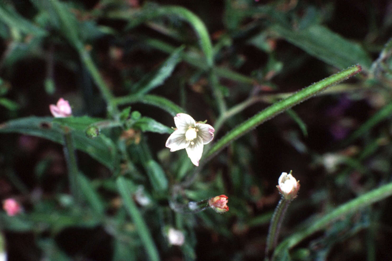 Image of purpleleaf willowherb