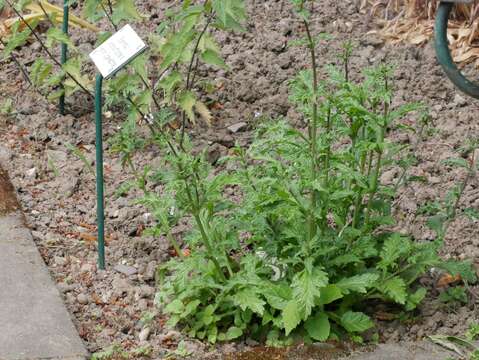 Image of herb of the cross