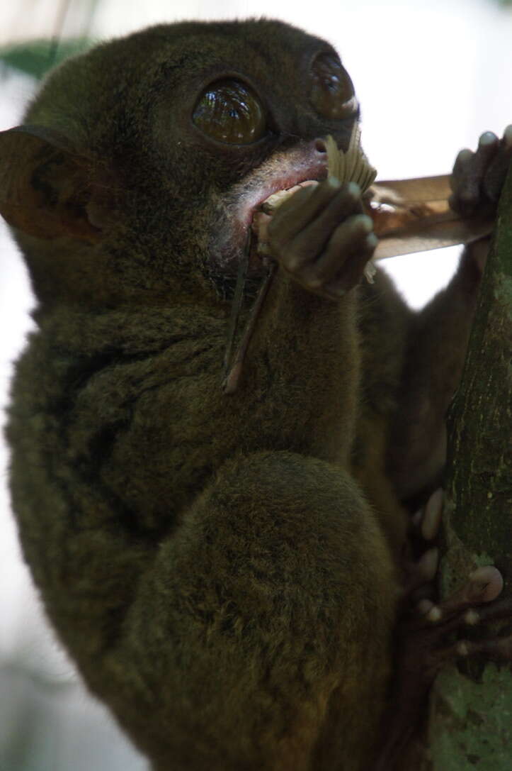 Image of tarsier