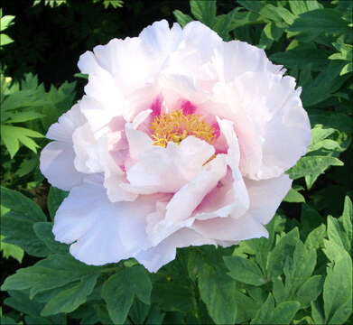 Image of Paeonia rockii (S. G. Haw & Lauener) T. Hong & J. J. Li ex D. Y. Hong