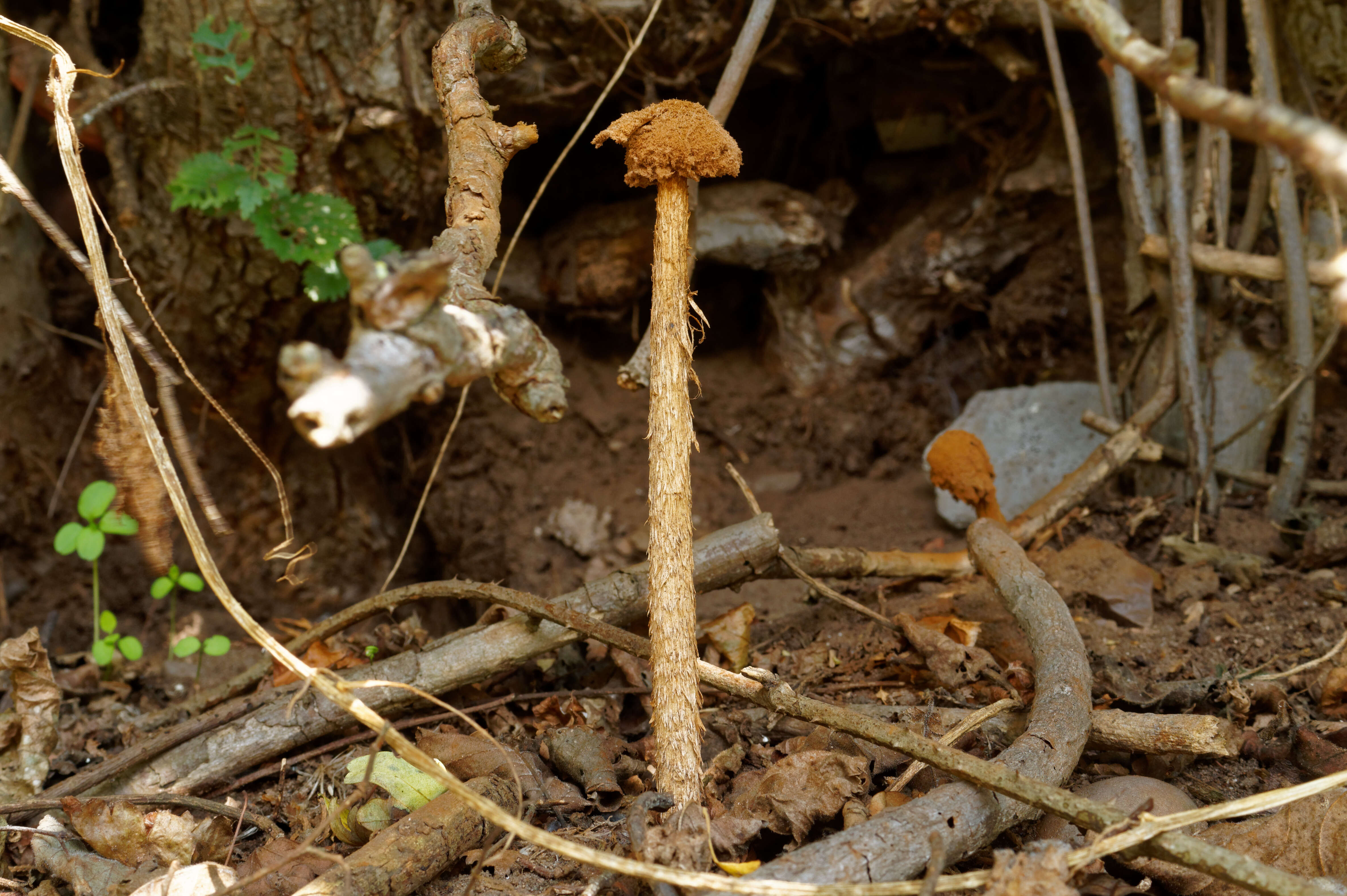 Imagem de Battarrea phalloides (Dicks.) Pers. 1801