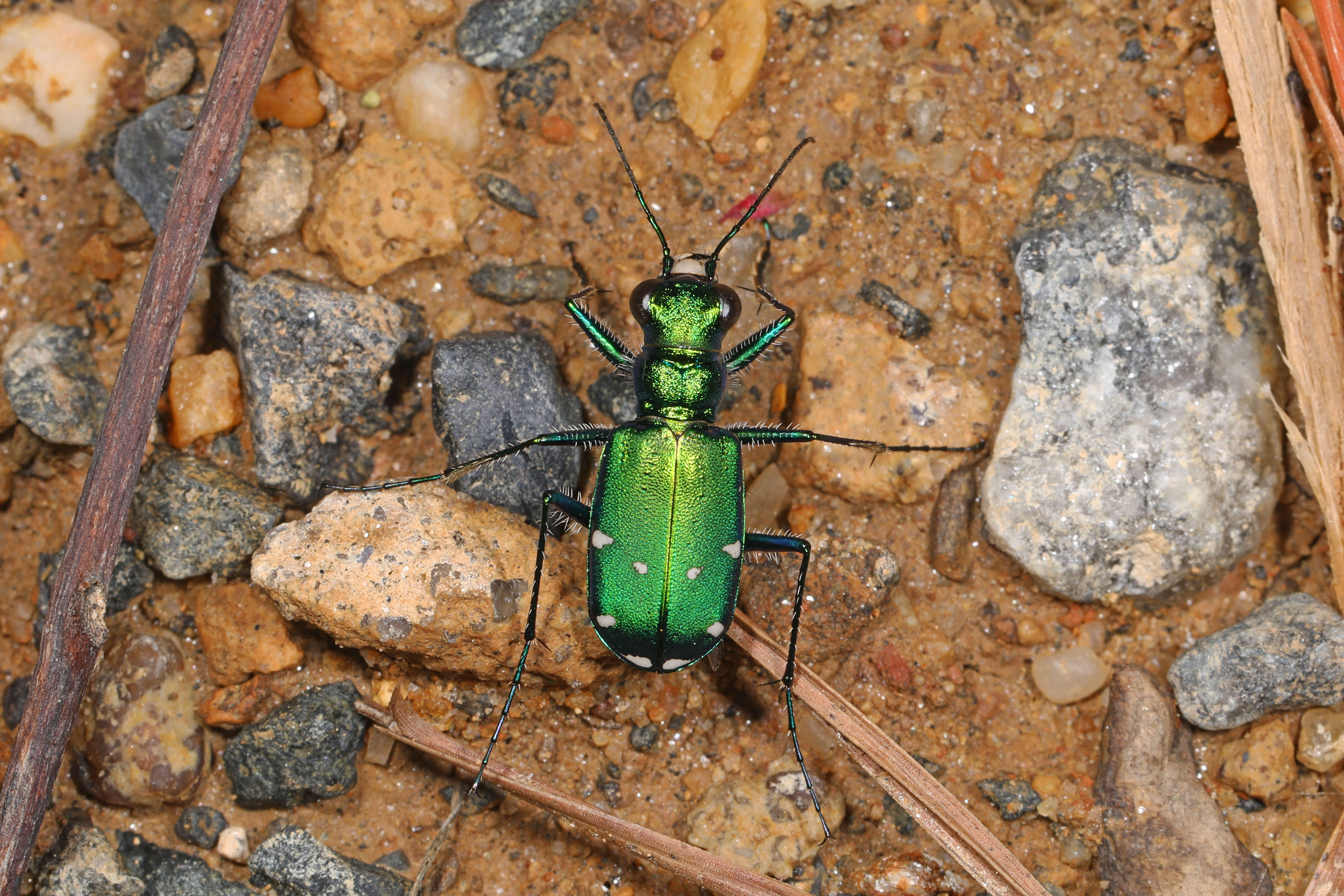 Image of Six Spotted Tiger Beetle