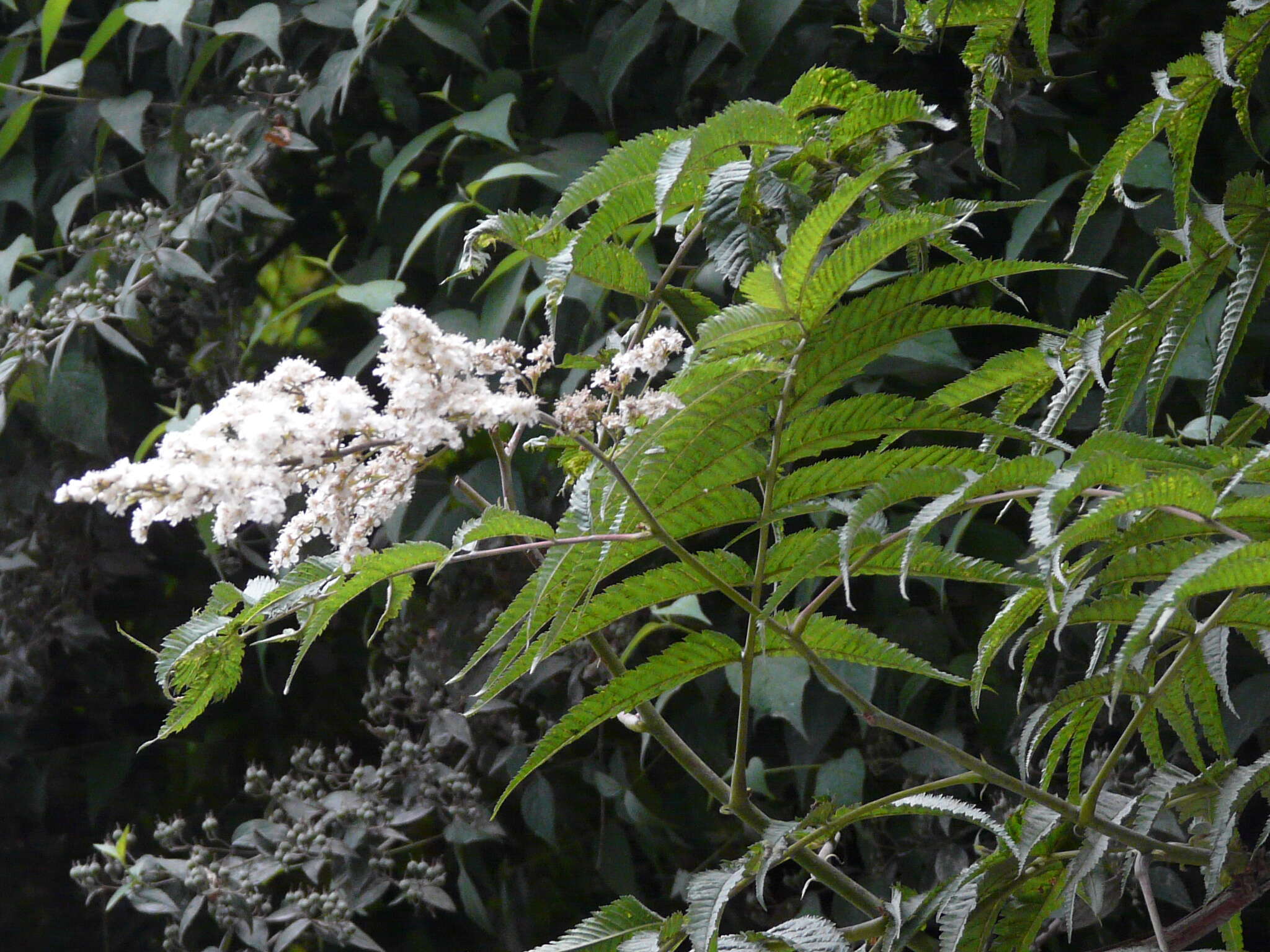 Image of Himalayan sorbaria