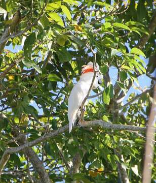 Image of Moluccan Cockatoo