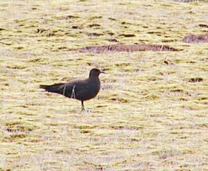 Image of Arctic Skua