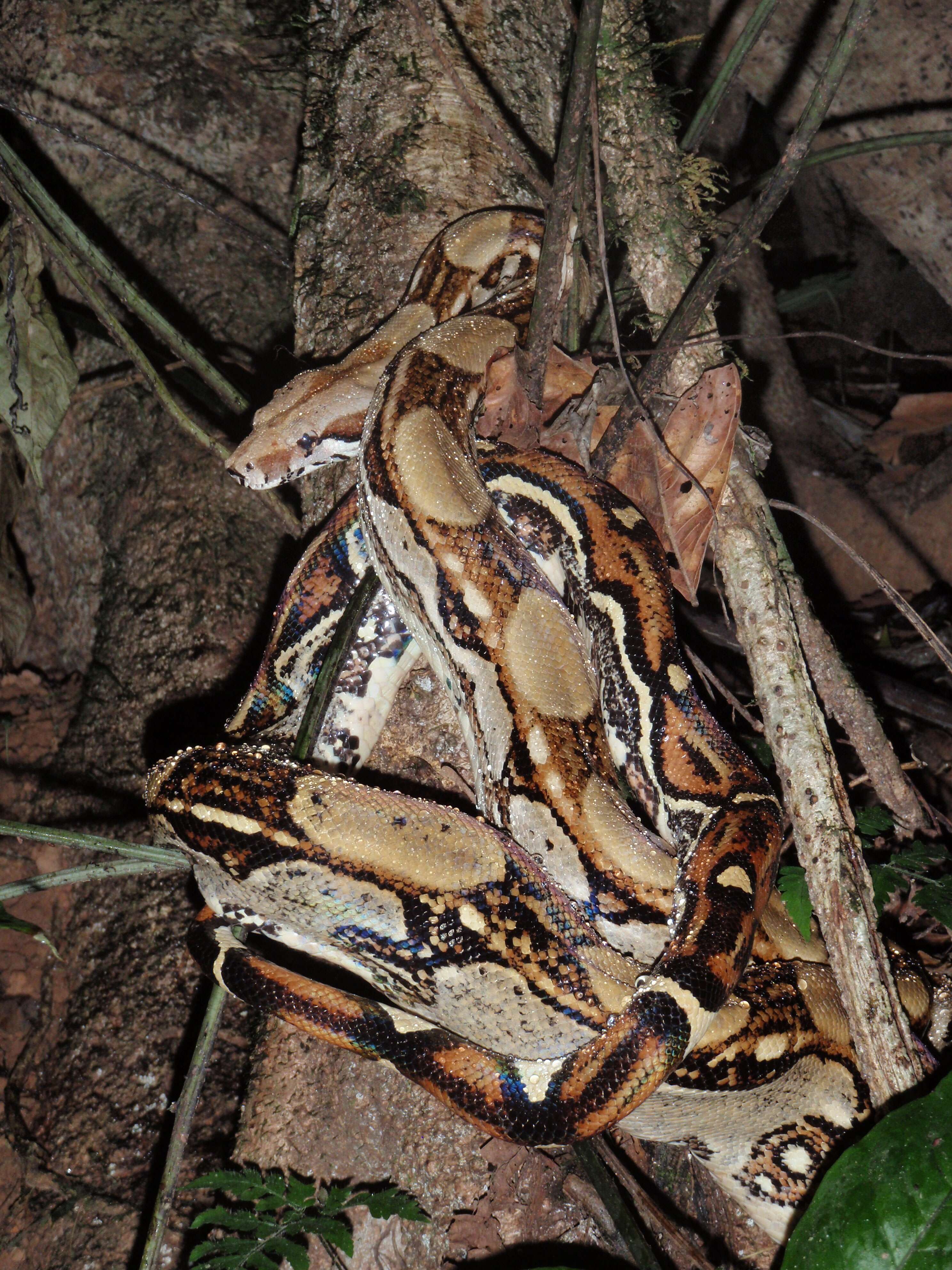 Image of Puerto Rican Boa