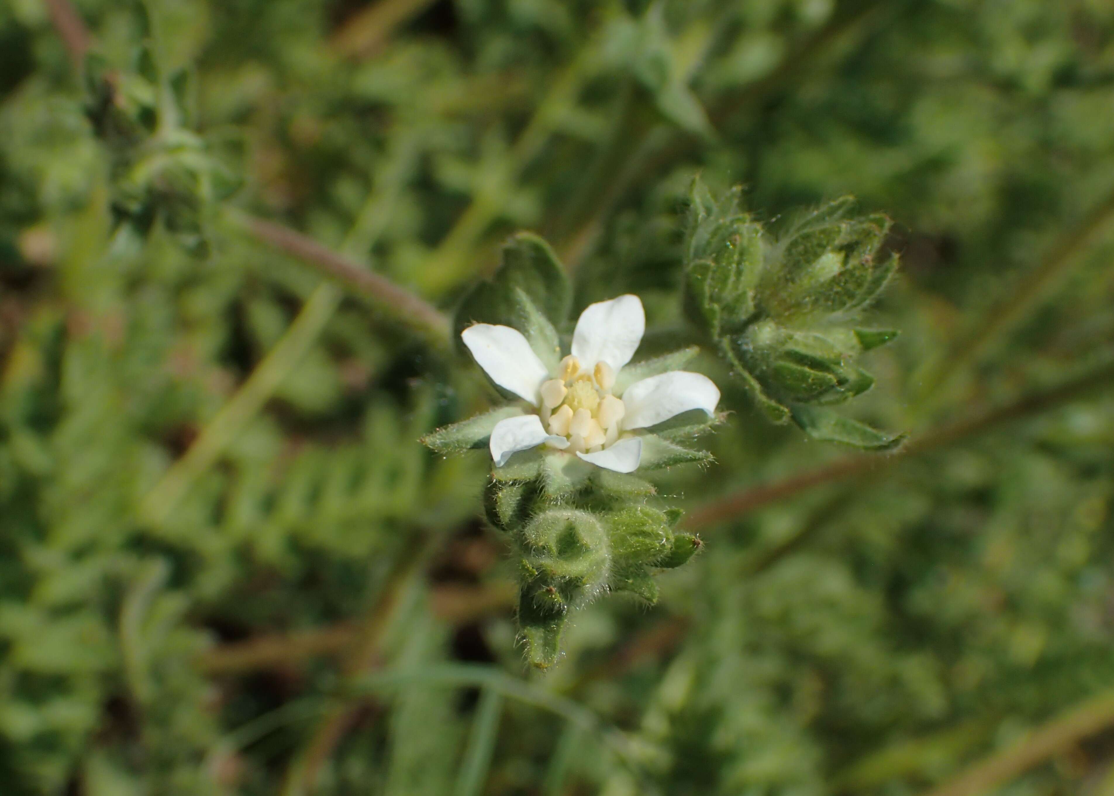 Image of Rydberg's horkelia