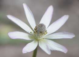 Image of tuber anemone