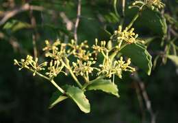 Image of Venezuelan treebine