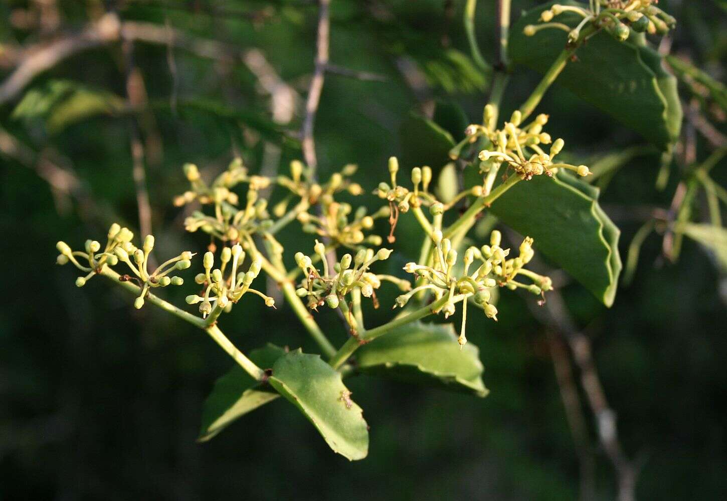 Image of Venezuelan treebine