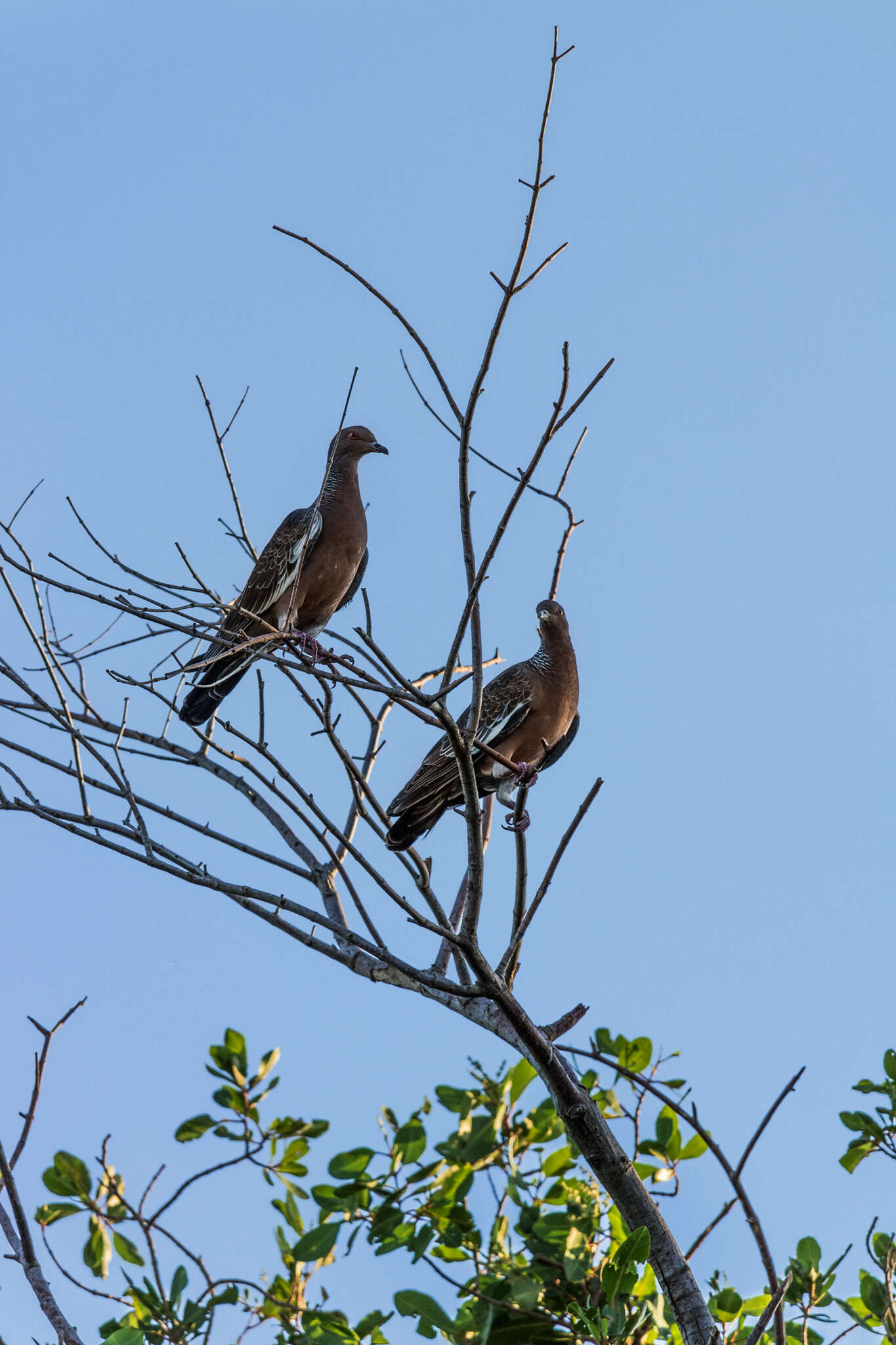 Image of Picazuro Pigeon