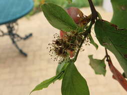 Image de Combretum erythrophyllum (Burch.) Sond.