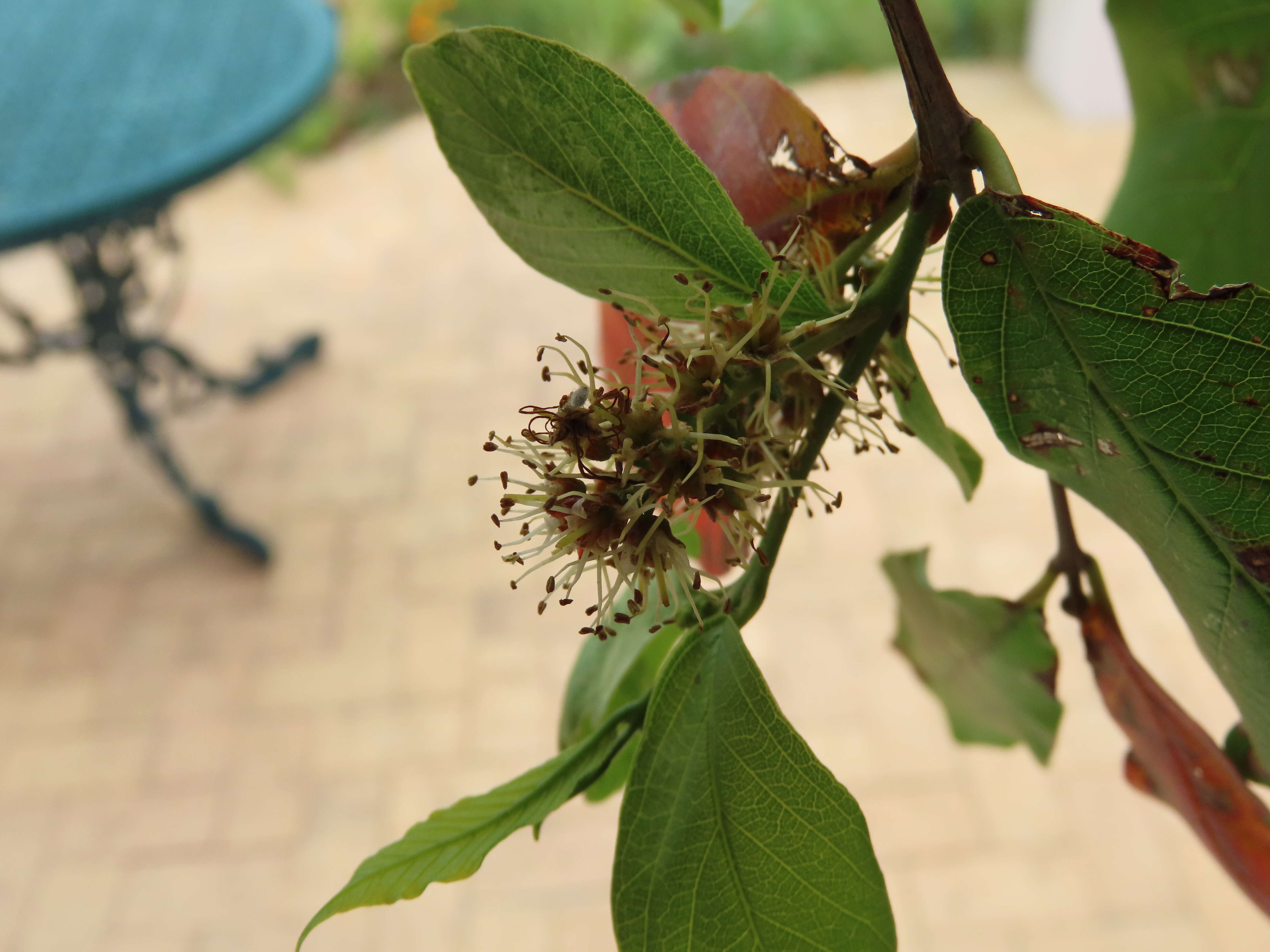 Imagem de Combretum erythrophyllum (Burch.) Sond.