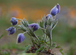 Image of Eastern Pasque Flower