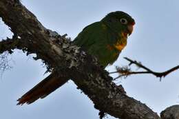 Image of Santa Marta Conure