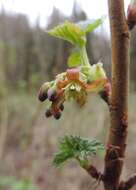 Image of Black Currant