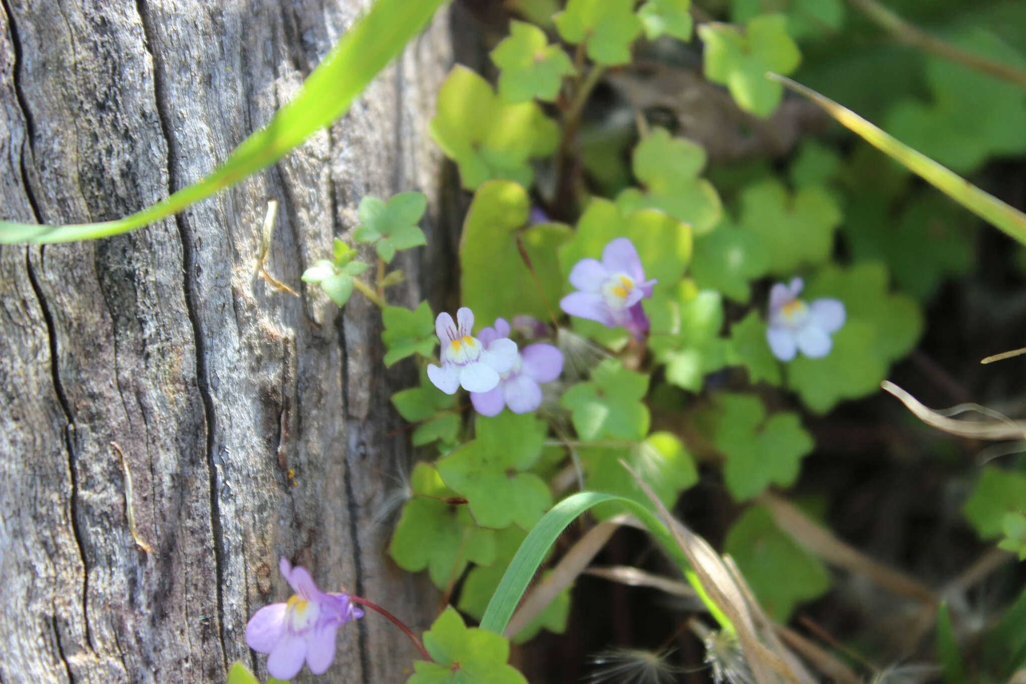 Image of Ivy-leaved Toadflax