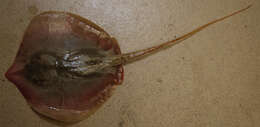 Image of Atlantic Stingray