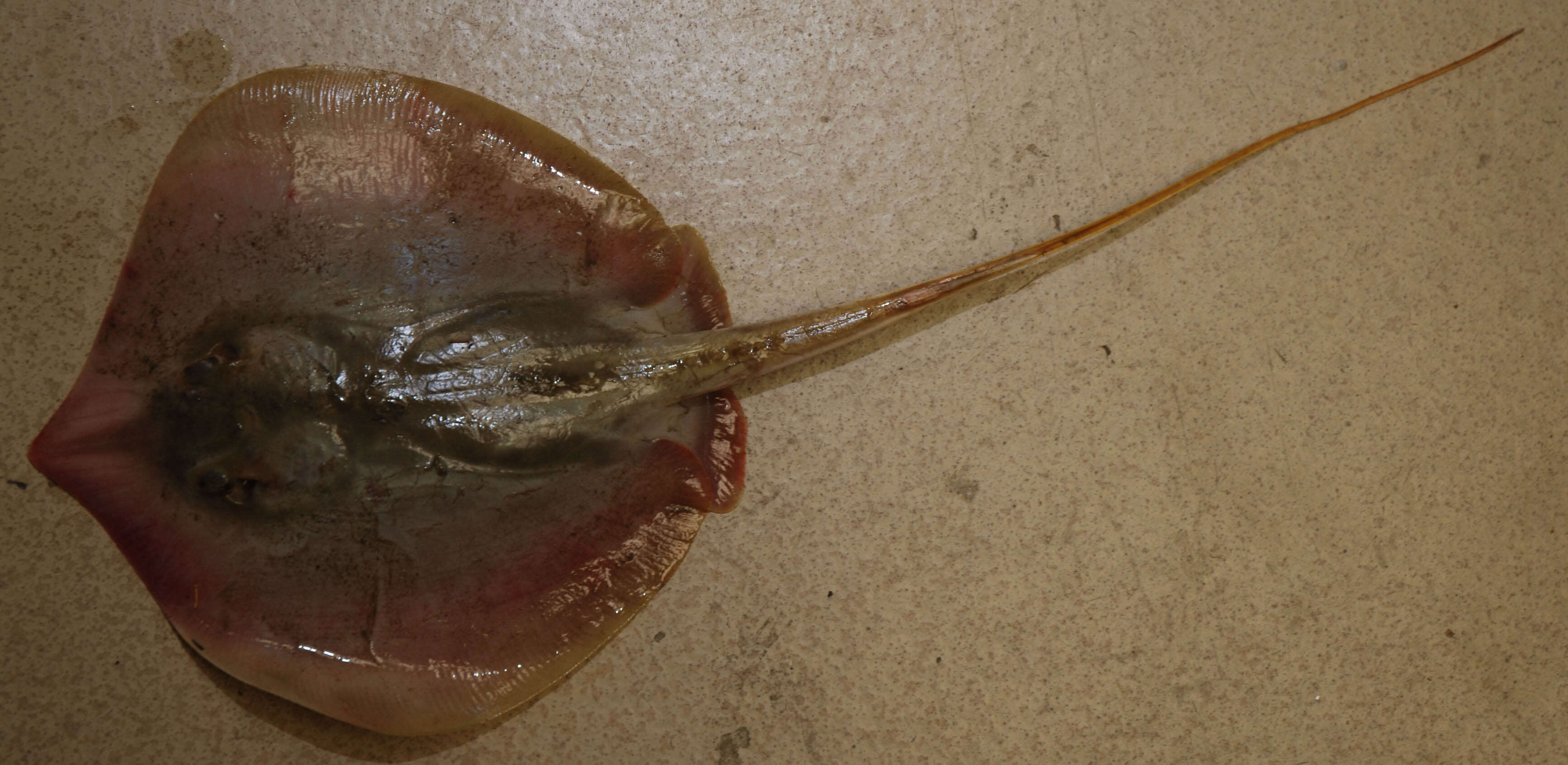 Image of Atlantic Stingray