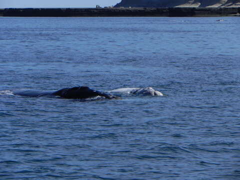 Image of Southern Right Whale