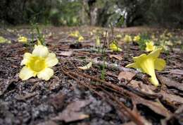 Image of evening trumpetflower