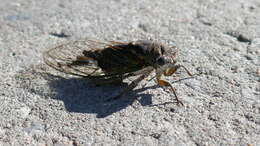 Image of Cicadas, Leafhoppers, and Treehoppers