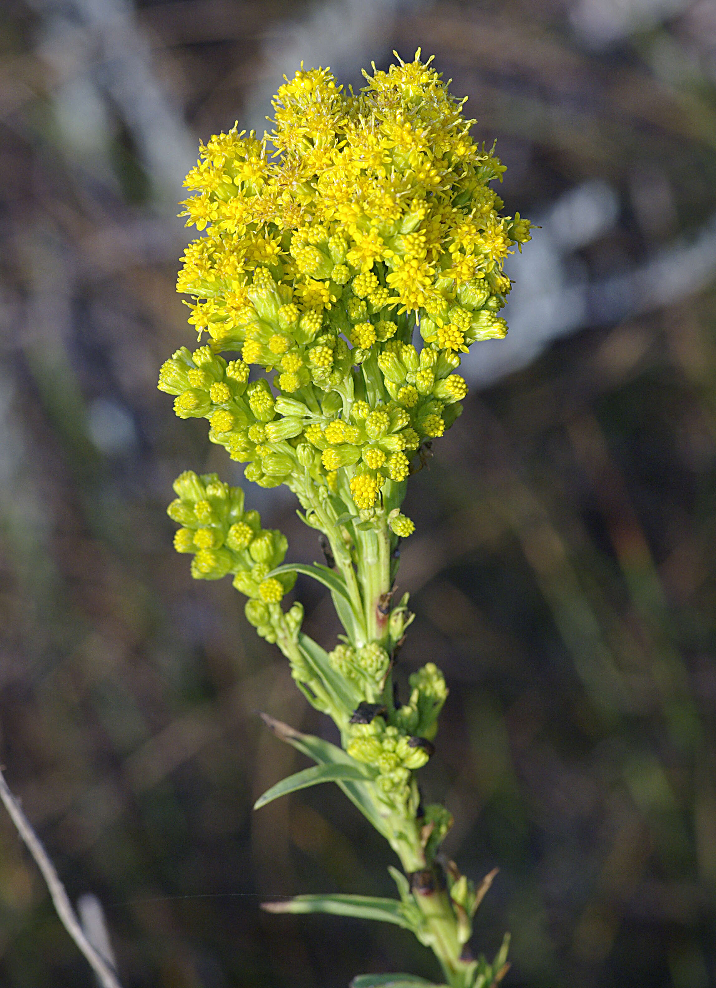 Image of Southern Goldenrod