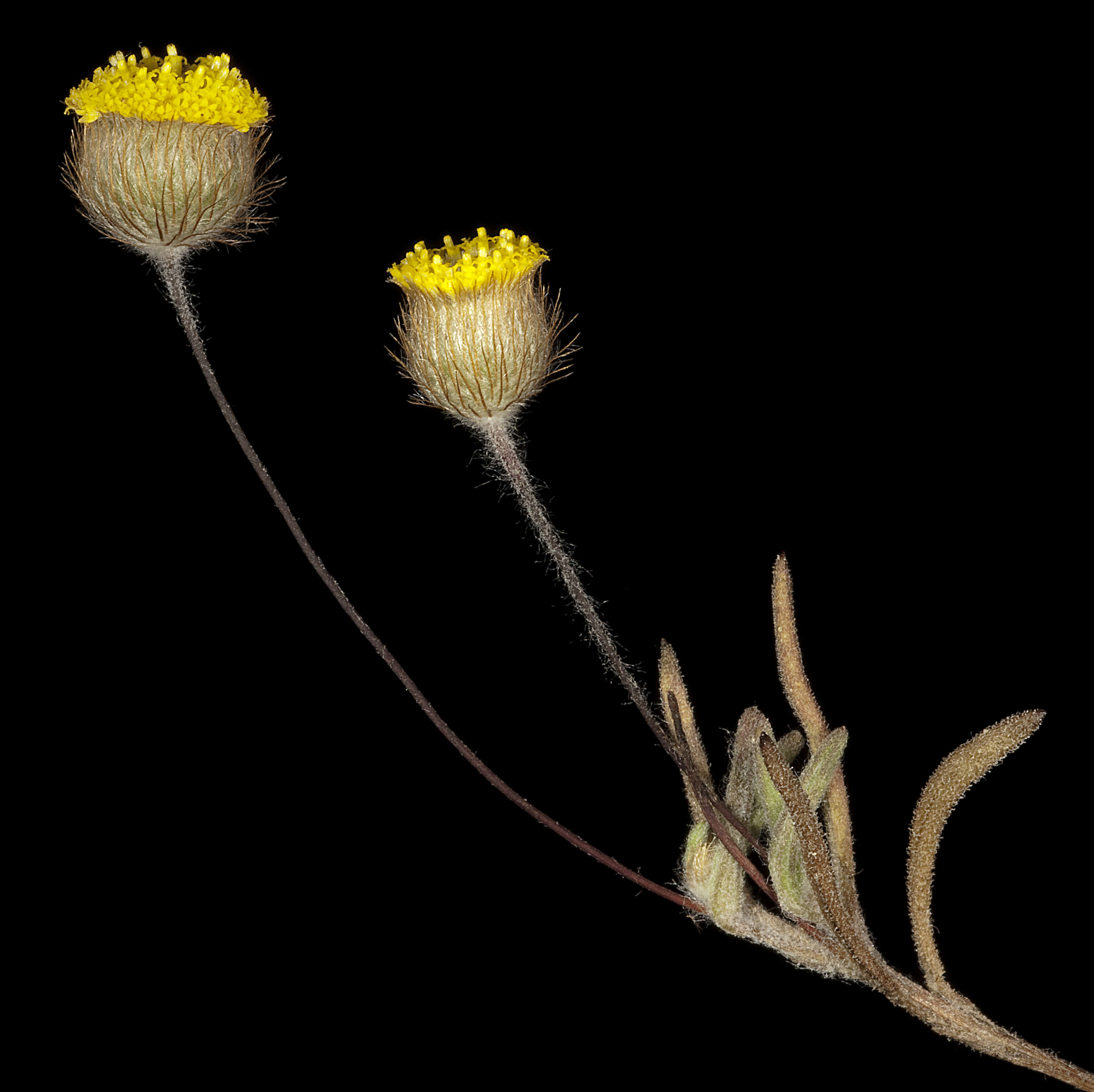 Слика од Asteridea athrixioides (Sonder & Mueller) G. Kroner