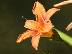 Image of orange daylily