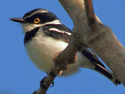 Image of Black-headed Batis