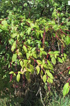 Image of blackeyed Susan vine