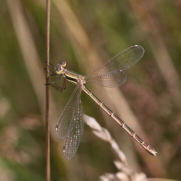 Image of Migrant Spreadwing