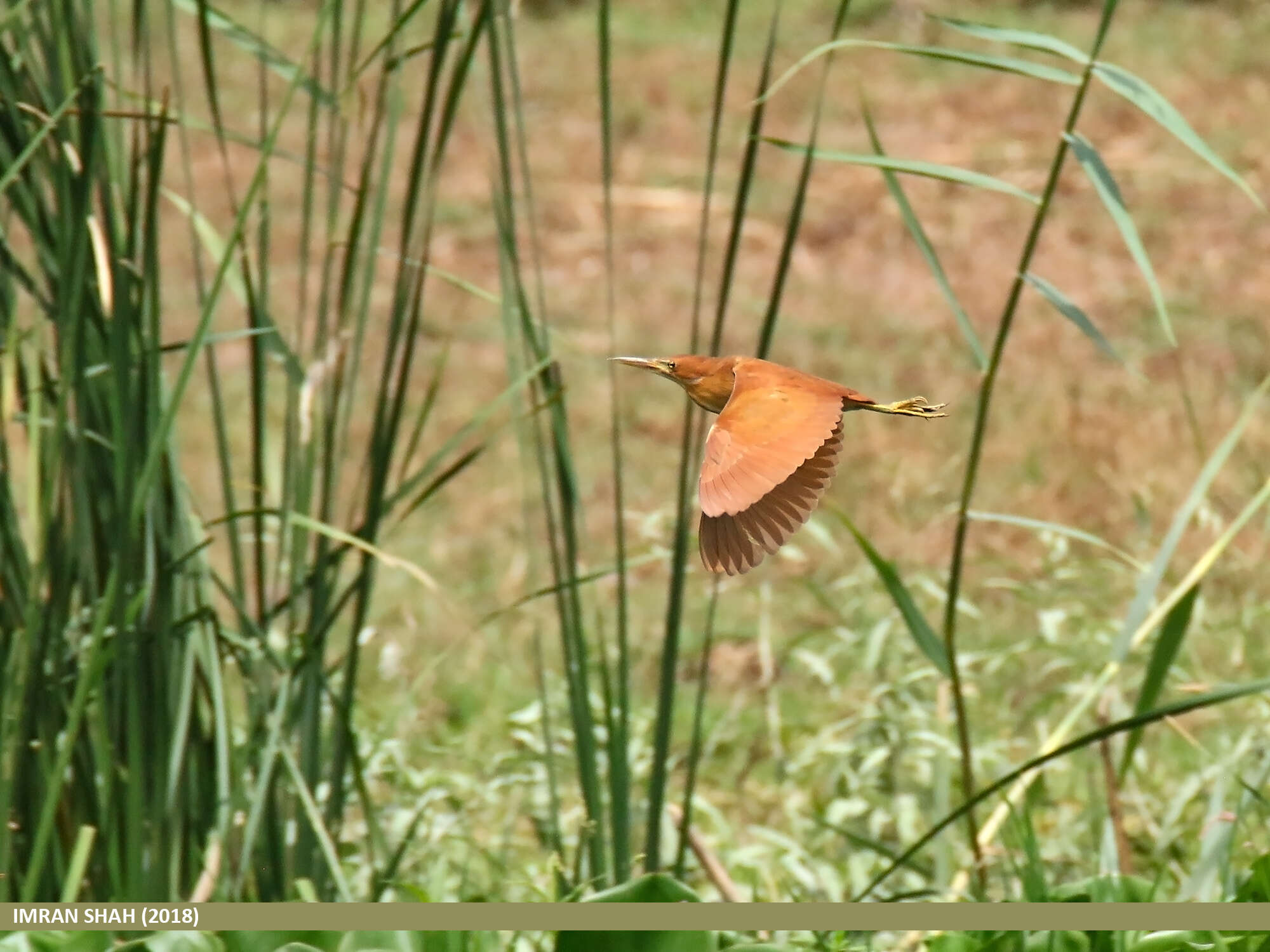 Image of Cinnamon Bittern