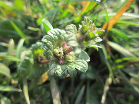 Image of common henbit