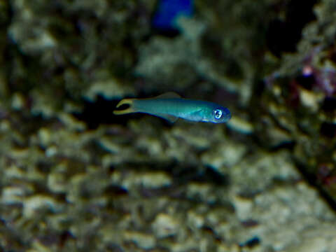 Image of Blacktail goby