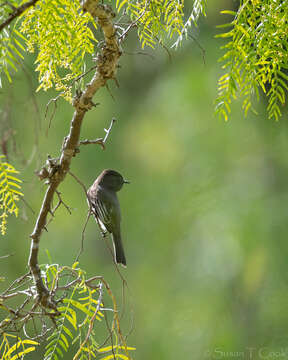 Imagem de Sayornis nigricans (Swainson 1827)