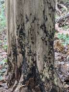 Image of Black Witches' Butter