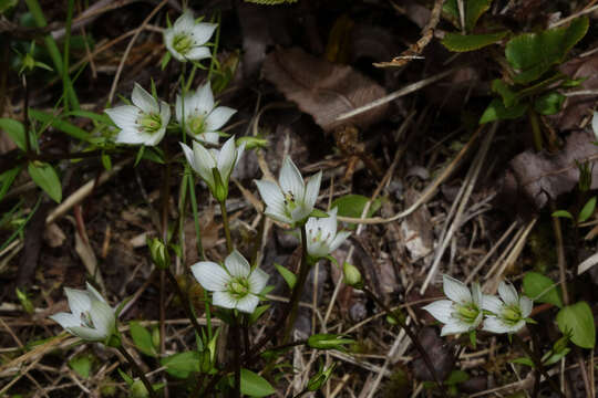 Image de Gentianella