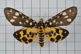 Image of Aglaomorpha histrio (Walker 1855)