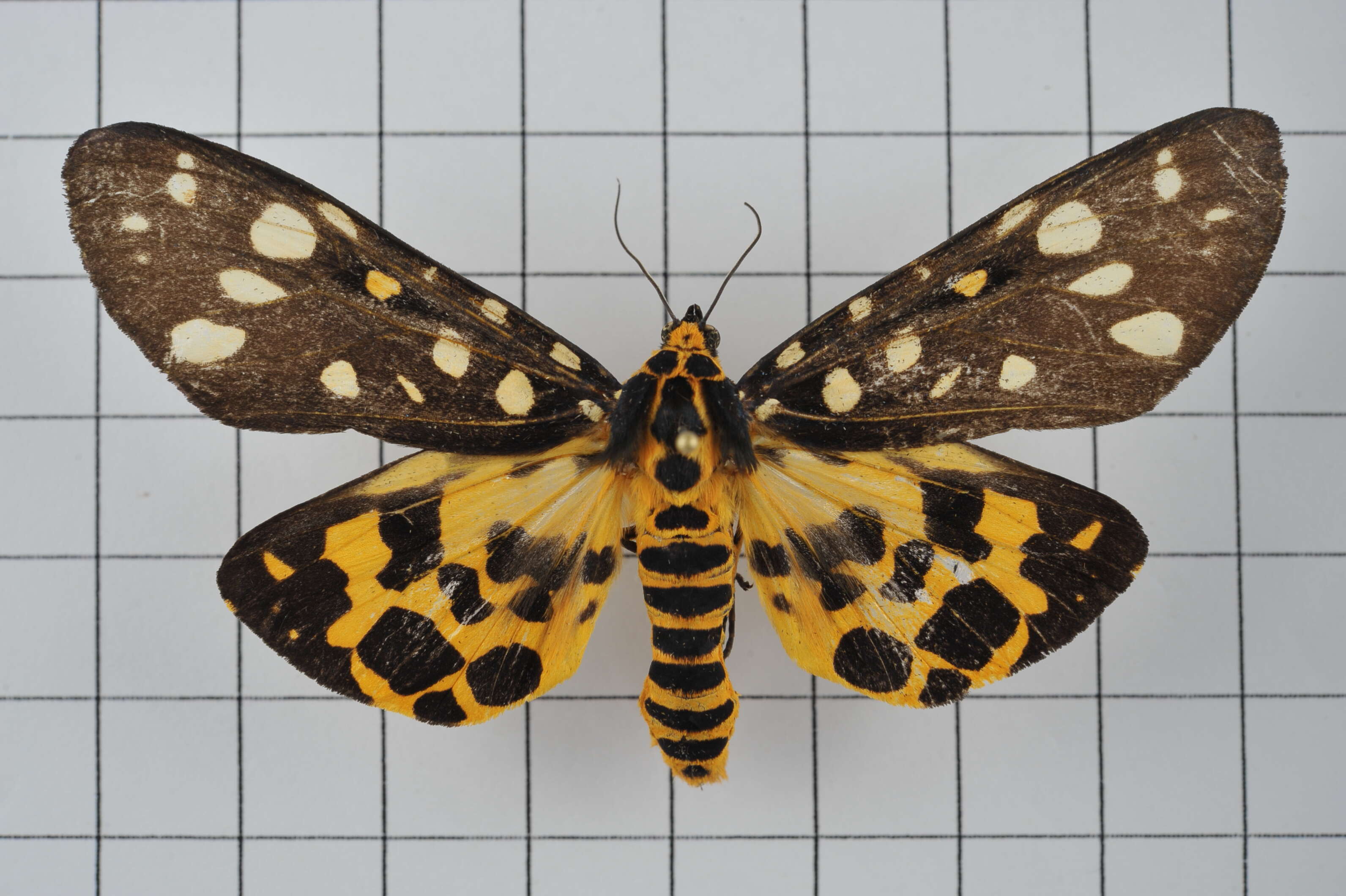 Image of Aglaomorpha histrio (Walker 1855)