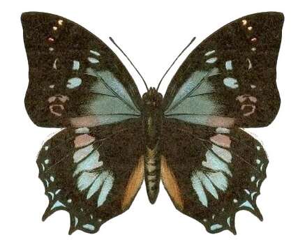 Image of Charaxes xiphares Cramer 1781