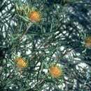 Image de Banksia sclerophylla (Meissn.) A. R. Mast & K. R. Thiele